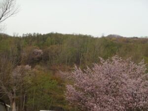 旭山記念公園の桜2023年4月29日14展望台から西方面を望む