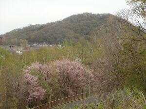 旭山記念公園の桜2023年4月29日13円山と桜