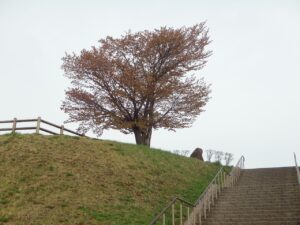 旭山記念公園の桜2023年4月29日3