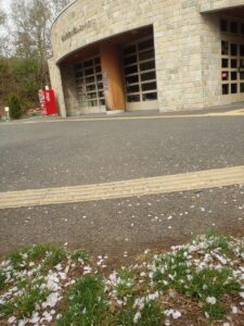 旭山記念公園の桜2023年4月29日4レストハウス前