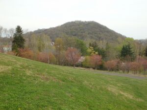 旭山記念公園の桜2023年4月29日5新桜並木と円山