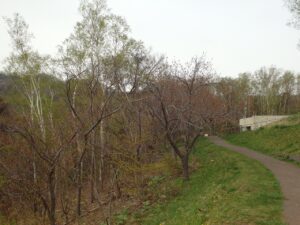 旭山記念公園の桜2023年4月29日11八重桜並木