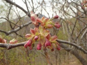 旭山記念公園の桜2023年4月29日12八重桜つぼみ