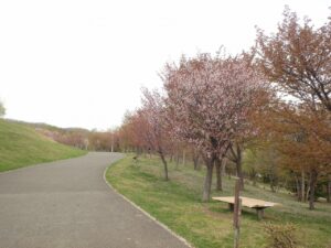 旭山記念公園の桜2023年4月29日6新桜並木