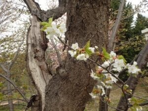 旭山記念公園の桜2023年4月29日9カスミザクラアップ