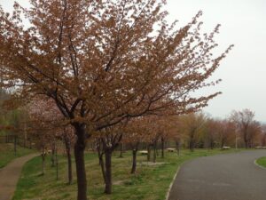 旭山記念公園の桜2023年4月29日7新桜並木
