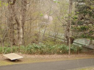 旭山記念公園の桜2023年4月29日15つり橋