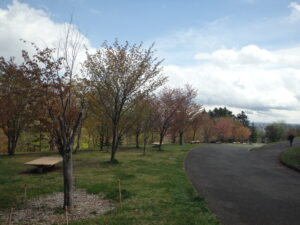 2023年4月30日　新桜並木の様子。