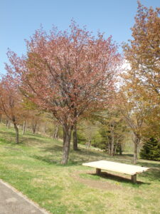 2023年4月30日　噴水横のベンチと桜の様子