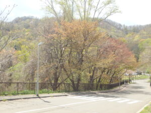 2023年4月30日　第一駐車場への道の旧桜並木の桜の様子