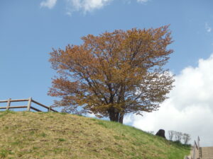 2023年4月30日　レストハウス横から見上げた展望台の一本桜