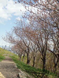 2023年4月30日　レストハウス横の八重桜の様子