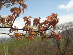 2023年4月30日展望台の一本桜の花の様子