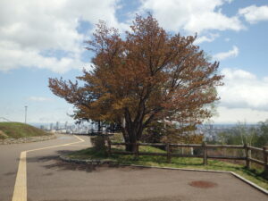 2023年4月30日　展望台の一本桜の様子