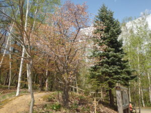 2023年4月30日森の家横の桜の木