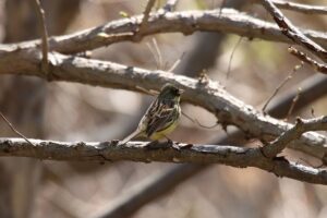 アオジ雄2023年4月28日