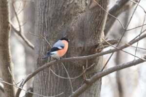 ウソ亜種ベニバラウソ2023年4月7日雄