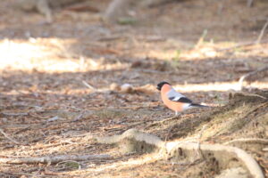 ウソ亜種ベニバラウソ2023年4月21日