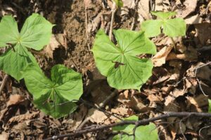 エンレイソウ2023年4月21日