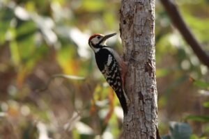 オオアカゲラ雄2023年4月28日