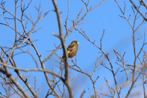 カワラヒワ雄2023年4月28日
