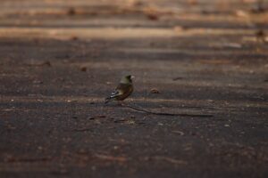 カワラヒワ2023年4月7日