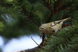キクイタダキ2023年4月7日1