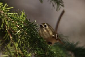 キクイタダキ2023年4月7日2