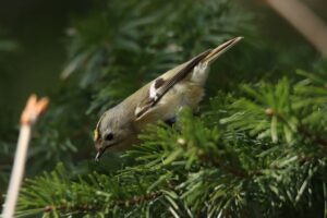 キクイタダキ2023年4月7日3