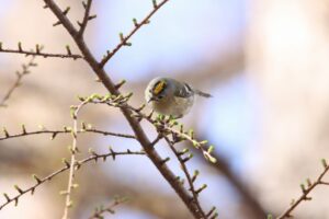 キクイタダキ雄2023年4月14日1