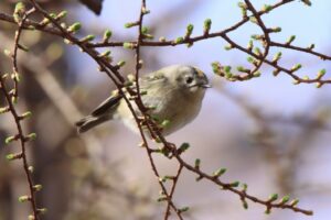 キクイタダキ雄2023年4月14日アップ