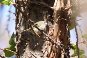 キクイタダキ2023年４月28日