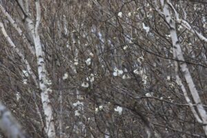 キタコブシ2023年4月14日開花