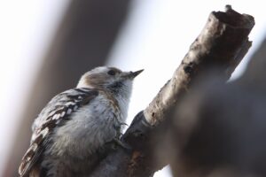 コゲラ2023年４月28日