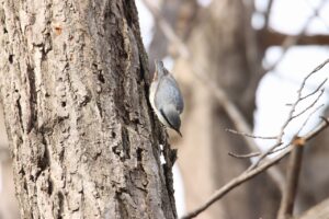 ゴジュウカラ2023年4月21日亜種シロハラゴジュウカラ