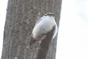 ゴジュウカラ2023年４月28日