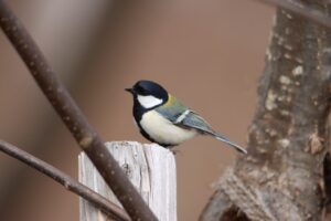シジュウカラ2023年4月7日