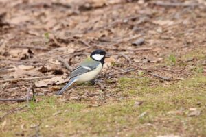 シジュウカラ2023年4月21日