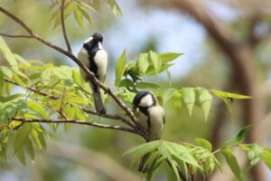 シジュウカラ2023年4月28日ペア