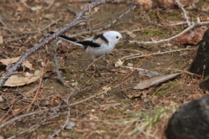 シマエナガ2023年4月7日巣材集めに羽根をくわえる