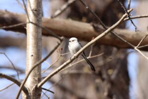 シマエナガ2023年4月14日1