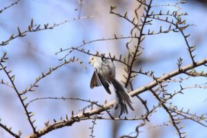 シマエナガ2023年4月14日3
