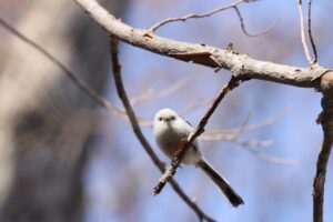 シマエナガ2023年4月14日2