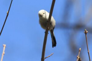 シマエナガ2023年4月21日2