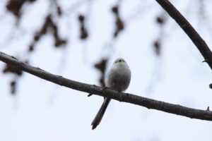 シマエナガ2023年4月21日1