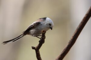 シマエナガ2023年4月28日