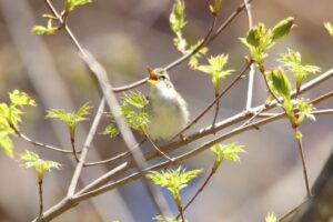 センダイムシクイ2023年4月28日
