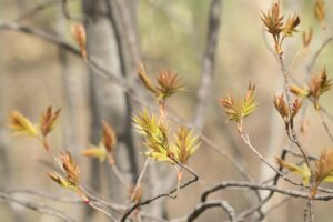 ナナカマド展葉2023年4月14日