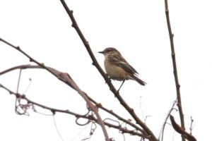 ノビタキ雌2023年4月21日