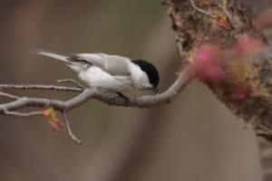 ハシブトガラ2023年4月21日